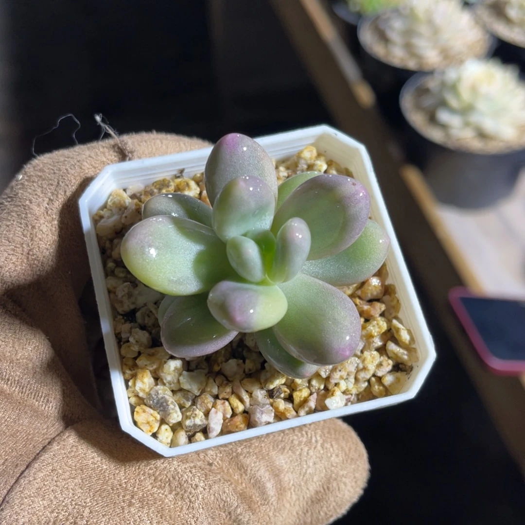 奶酪锦母本一物一拍