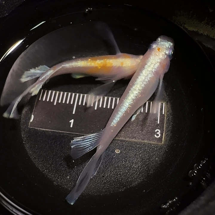 青鳉鱼一物一拍340