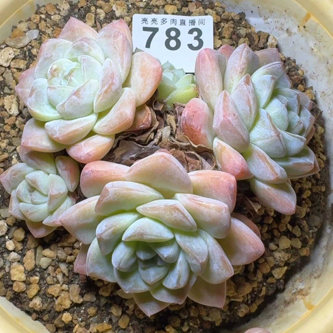 冰玉      愿你一路坦途，乘风破浪展宏图