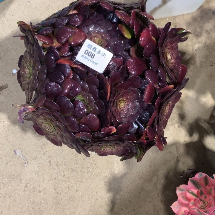 008黑萝莉多肉植物