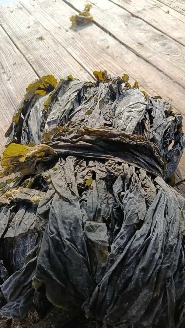 福建湄洲湾南北岸干海带日晒整条爽脆干净可煲汤凉拌