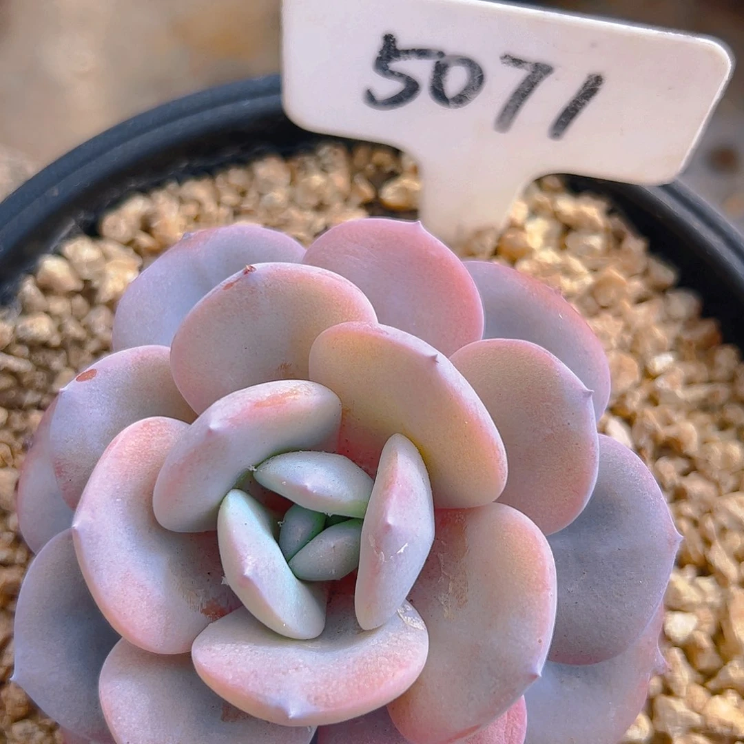 奶茶5071号一物一拍