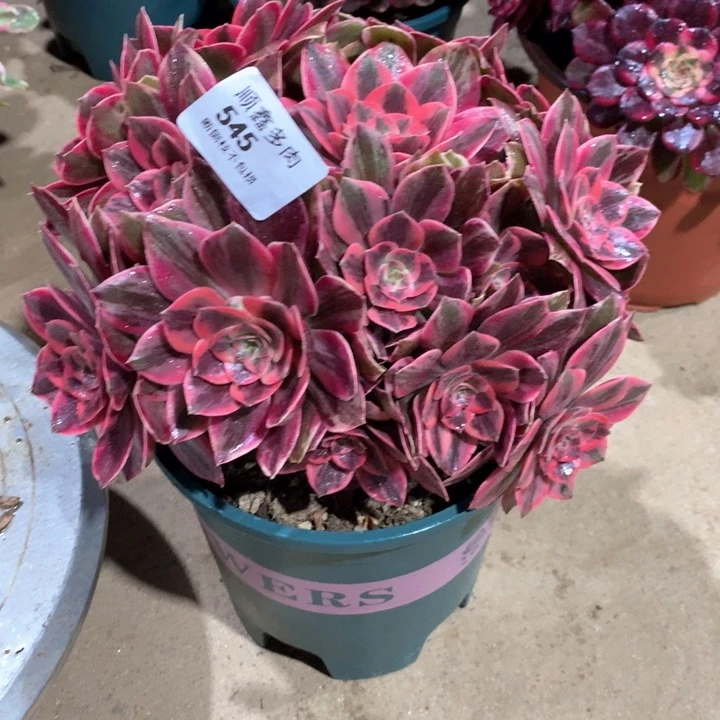 545浣纱多肉植物
