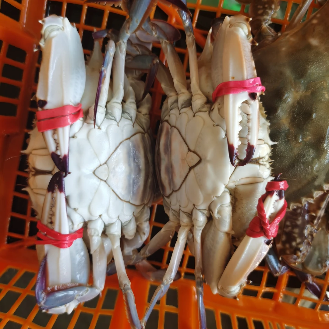 鲜活莱州本地花刺肉母蟹(>4两)满膏满肉【保鲜不保活】6只总重2.4斤
