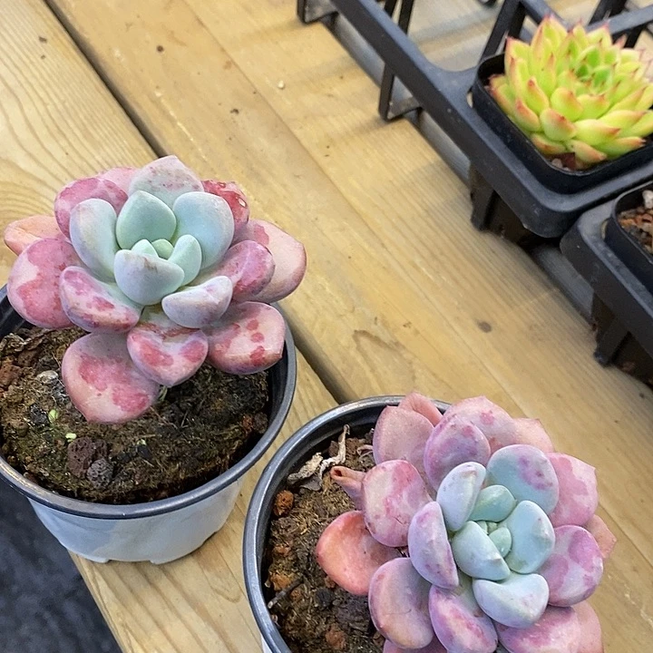 花班鹿福利多多去拍