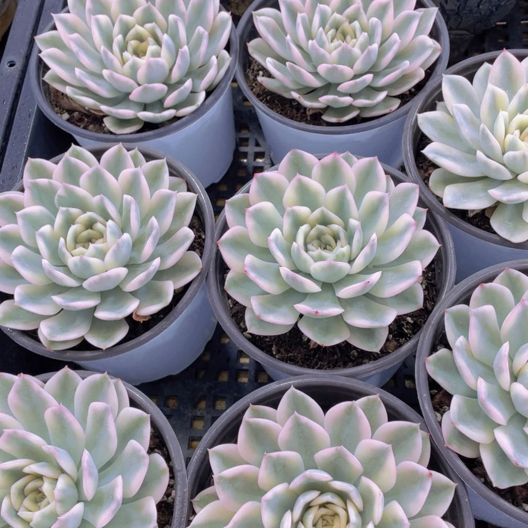 量拍46号 大单头月亮仙子锦一个