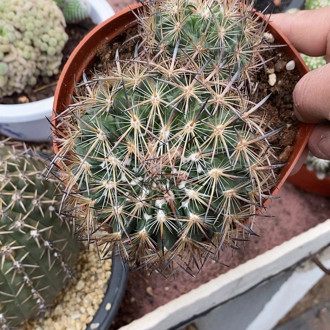 醉***南无花朵虎抓玉仙人球仙人掌