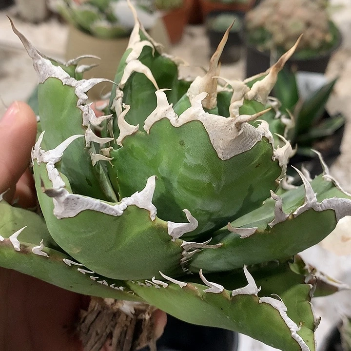 304福白666666666666