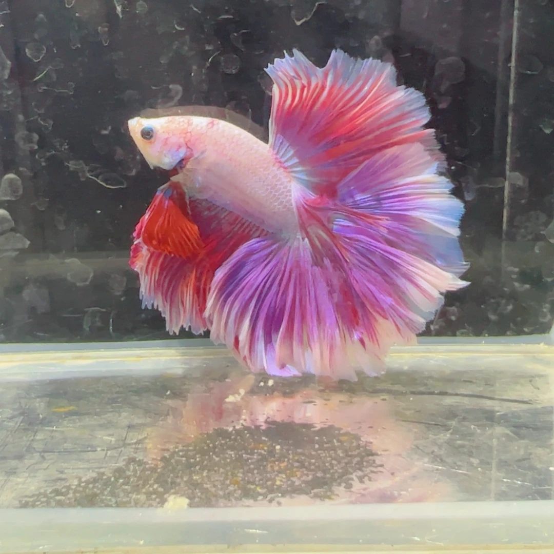 斗鱼浅色仙仙裙特殊尾