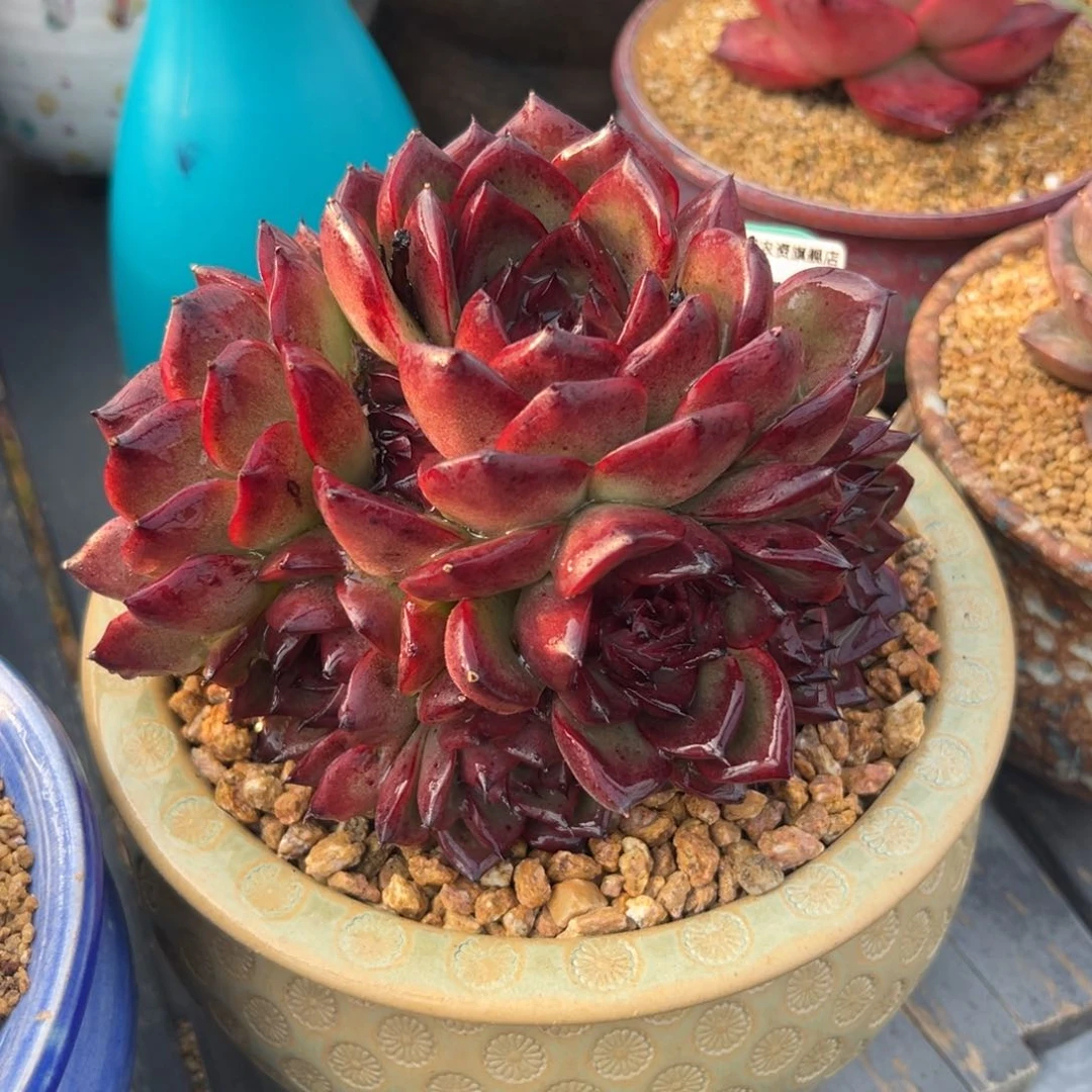 多肉一物一拍0214-163