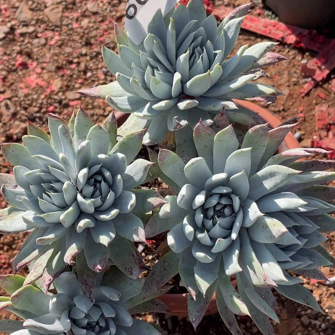 【闪购商品】雪山苹果叶杂二代