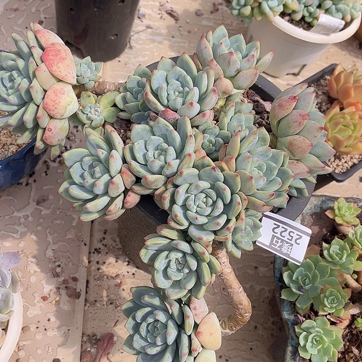 望舒2522多肉植物