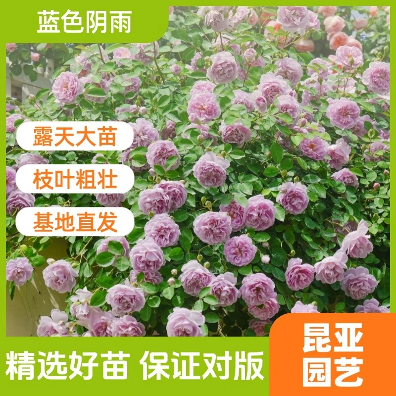 昆亚花园蓝色阴雨藤本月季花苗阳台庭院盆栽四季开花带花苞