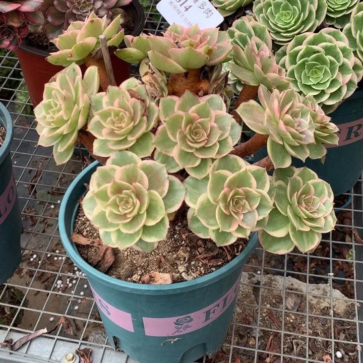 614莲花座多肉植物特价