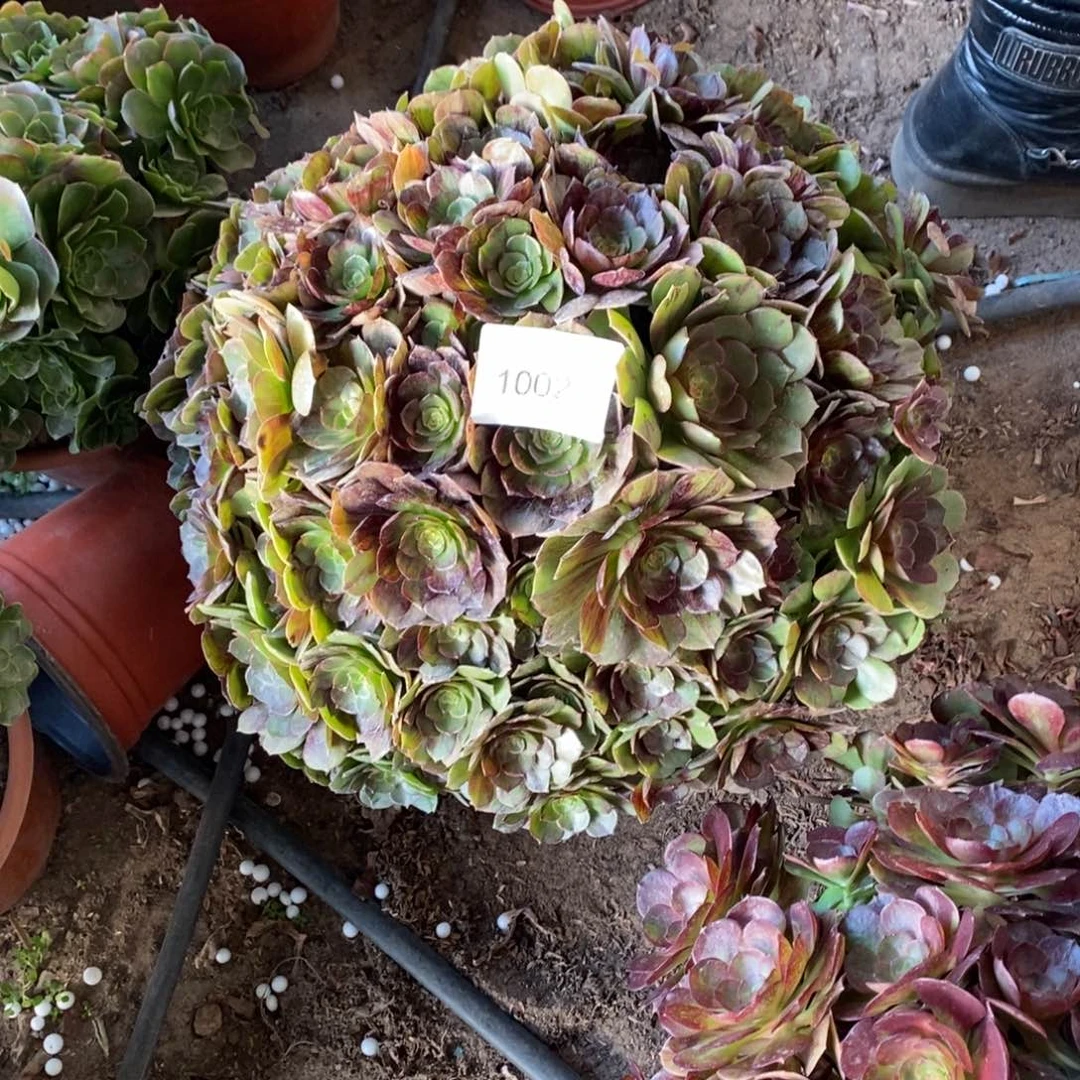 墨染多肉1颗10023号多肉