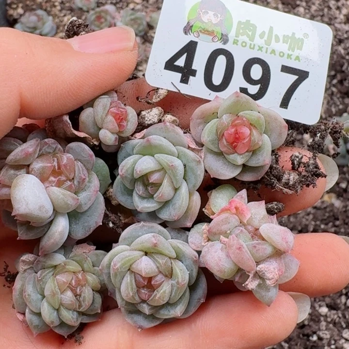 多肉植物多肉植物