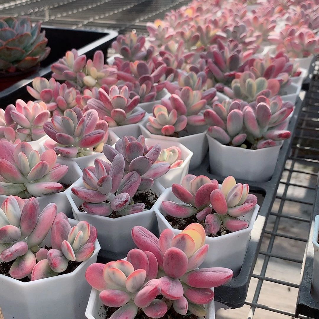 双头乒乓福娘锦88477777777878