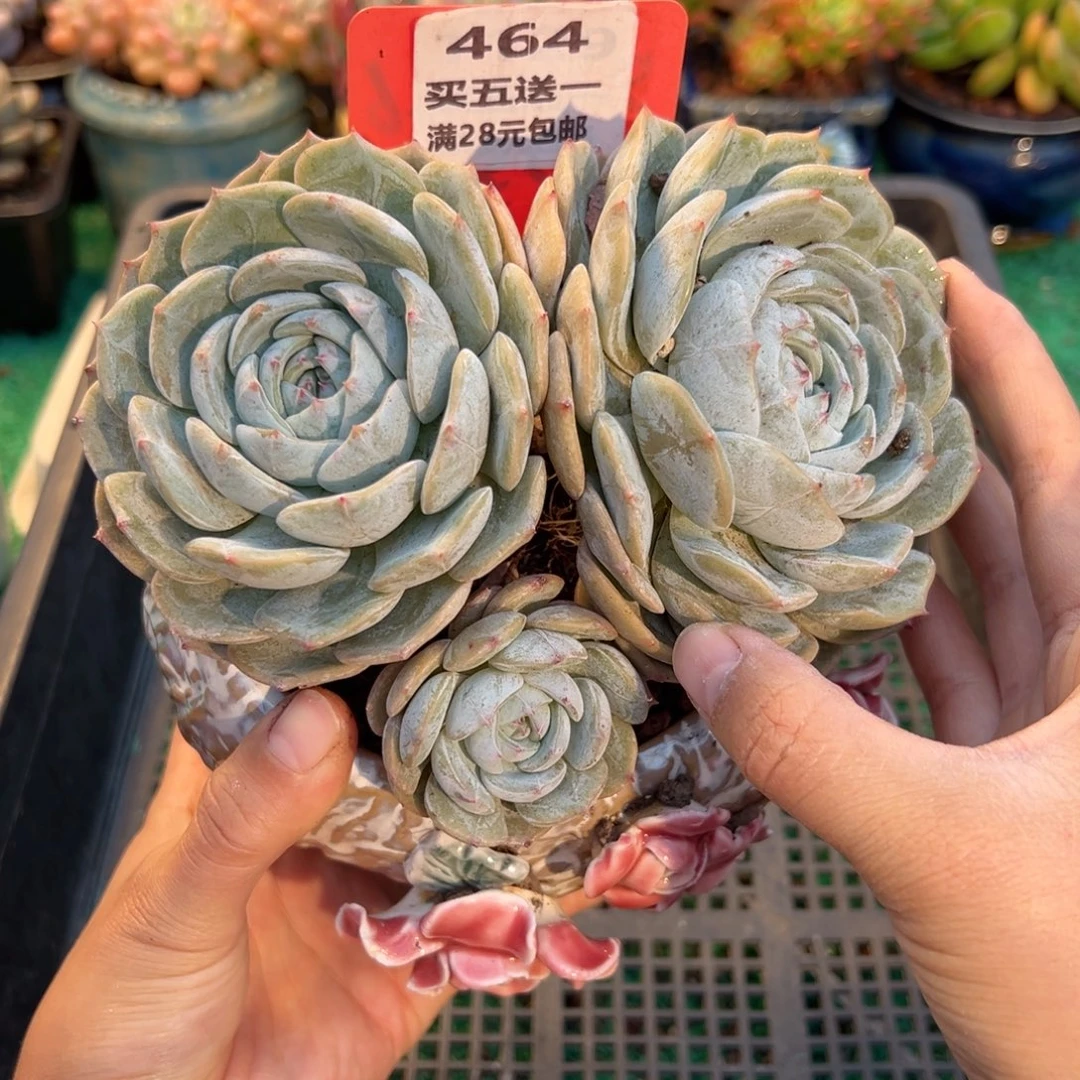 表妹精品多肉植物464.