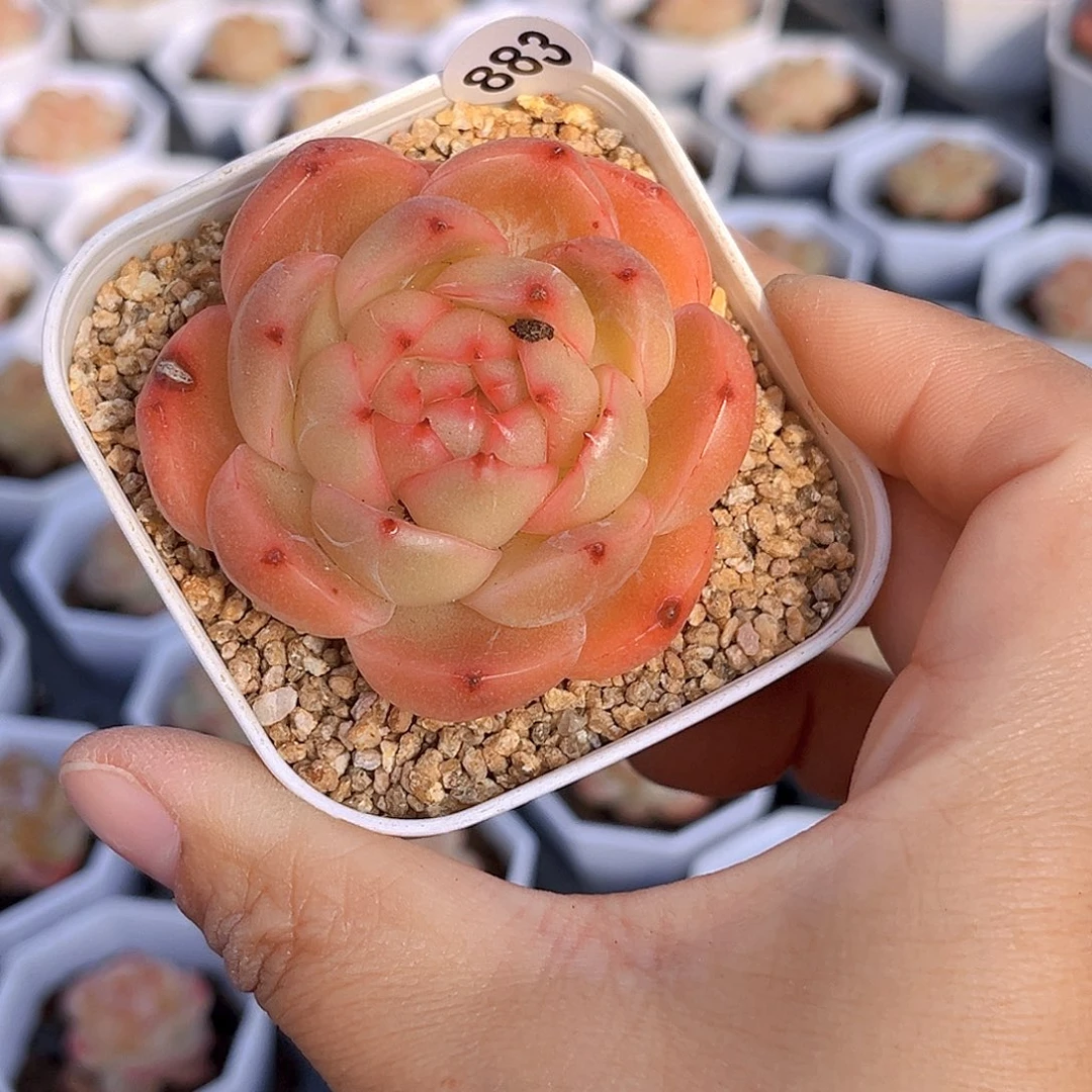 883 放漏  新品珍妮 满18包邮