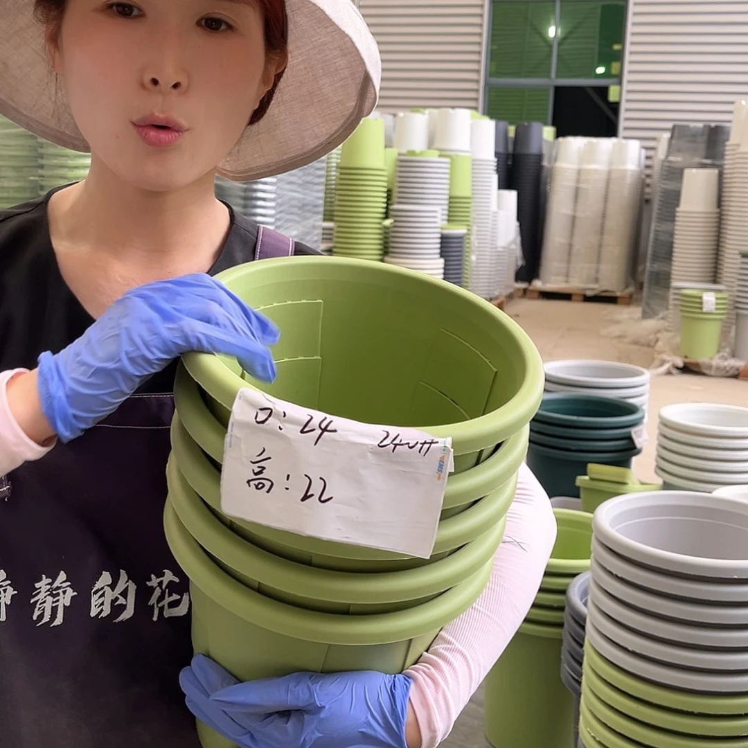 玫瑰盆240#果绿色5个无托