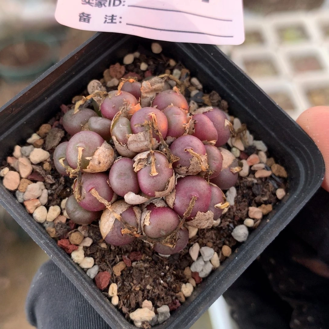 a597皮姆母本一颗