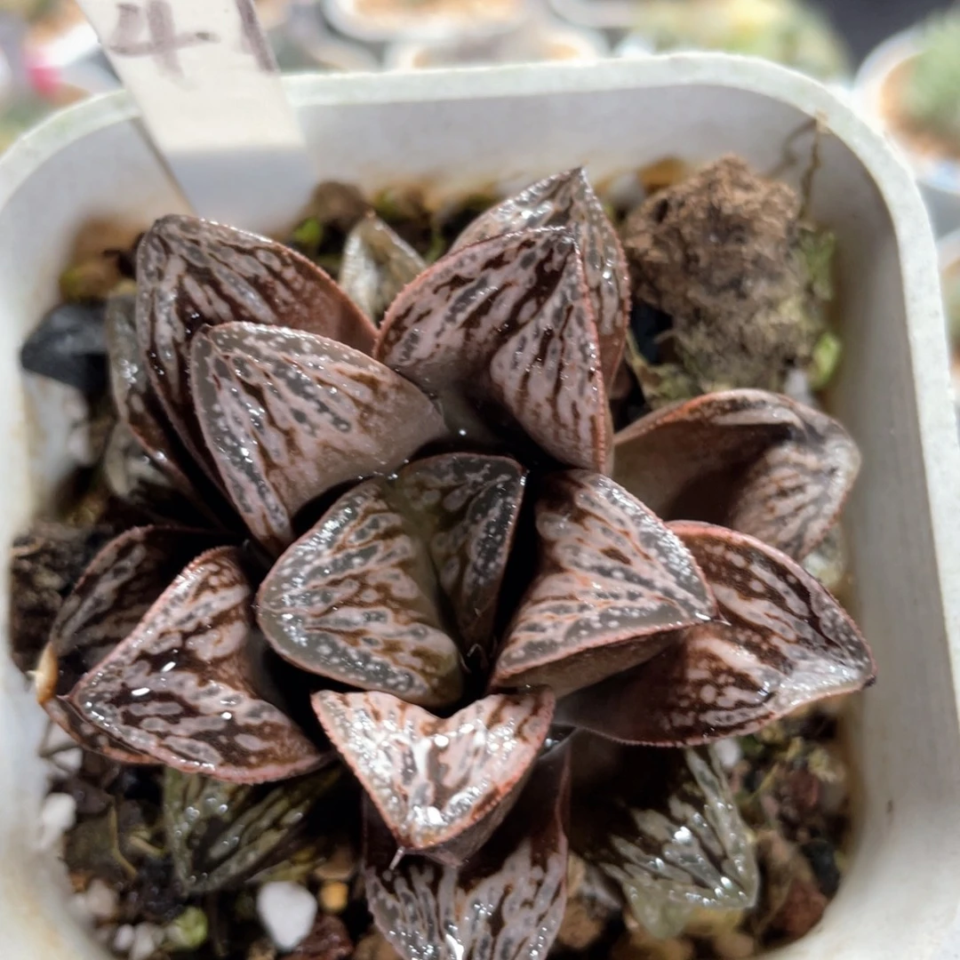 47印加玫瑰。
