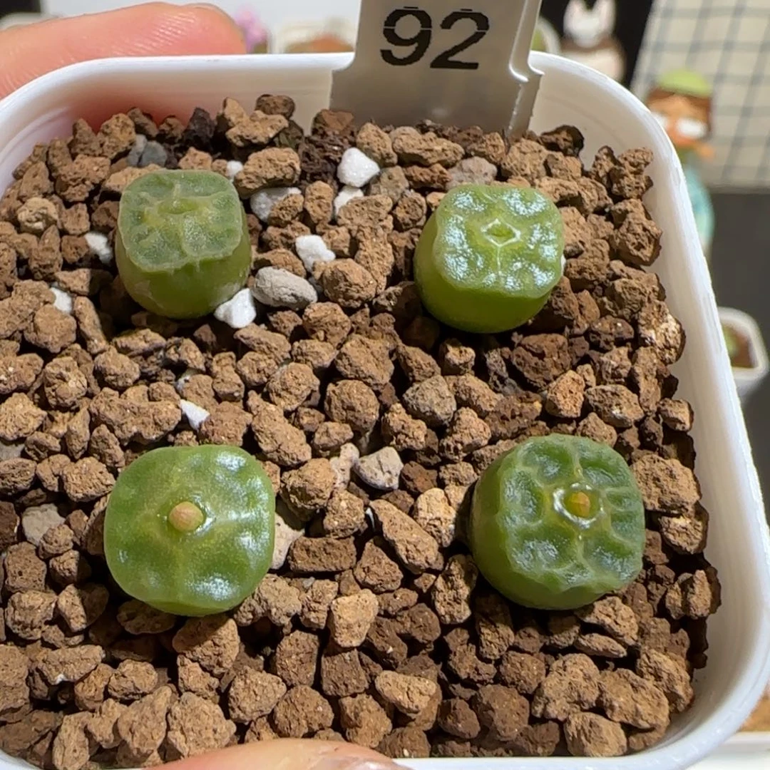 肉锥多肉植物组合-方烧990一盆