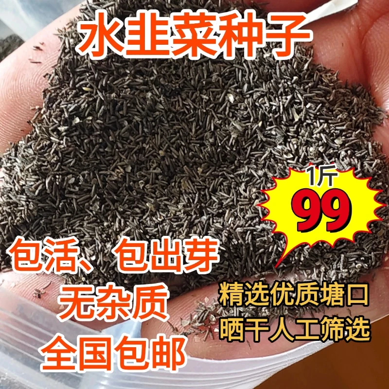 【水韭菜种子】苦草扁担草种子纯籽鱼虾蟹水产养殖全国包邮