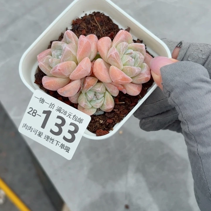 冰玉无盆土发货无盆土无