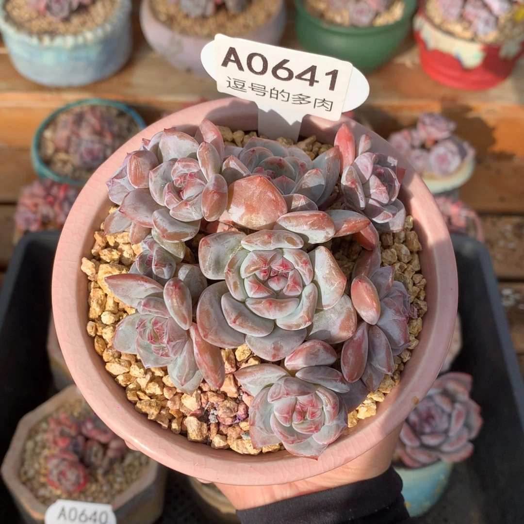 A0641 小脸星影群紫心 捧花 无砍 9cm