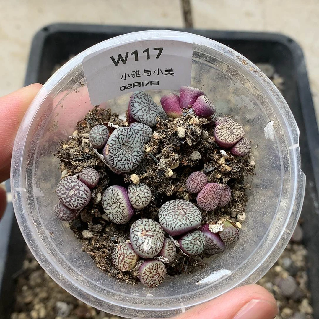 冬*W117多肉植物保护