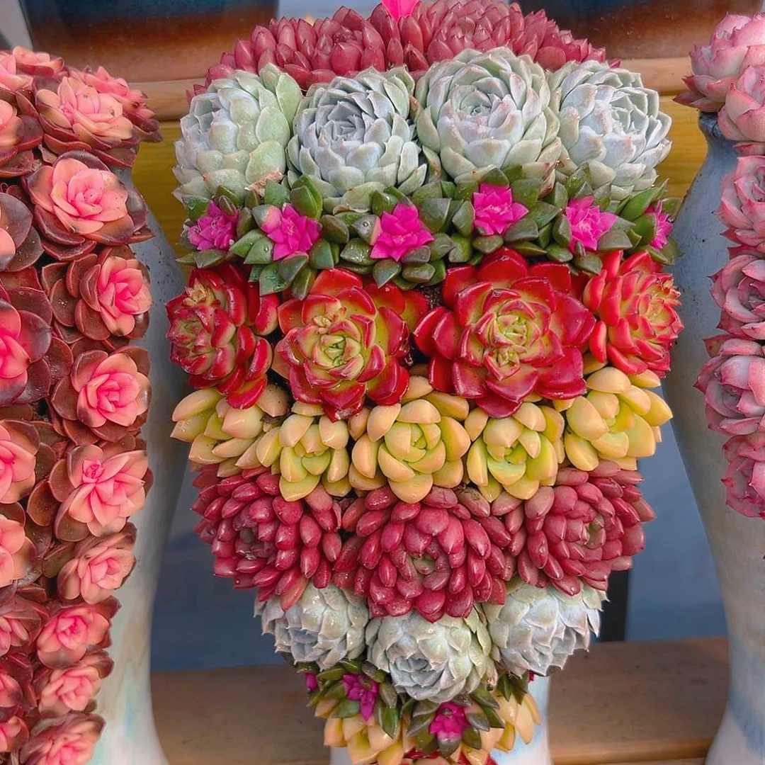 041步步高升花园多肉