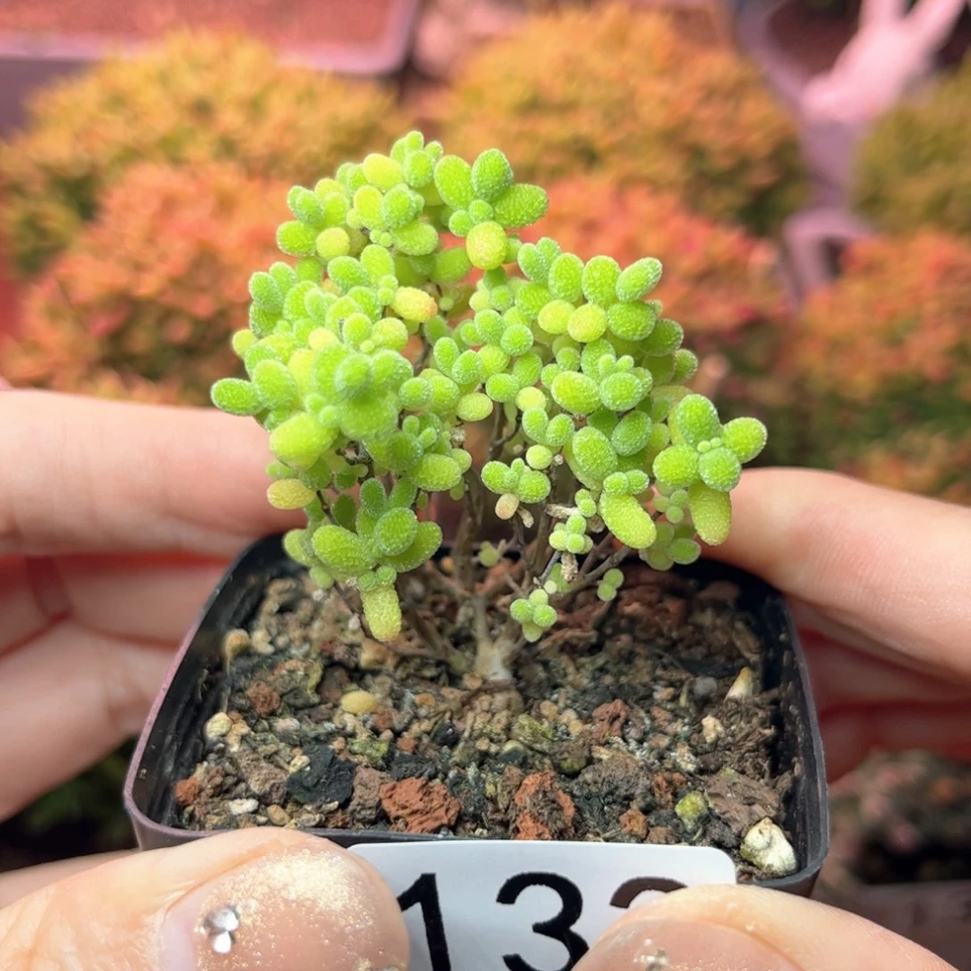 133蜜桔可爱多肉植物