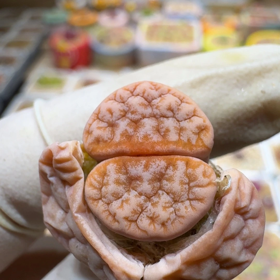 s***×0216-29生石花花花