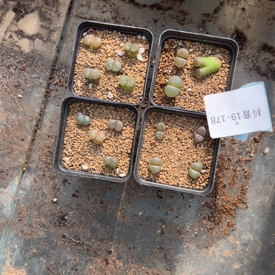 19-178雪花磁铁风铃多肉