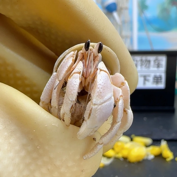 A3通体白 西沙1.3cm口径