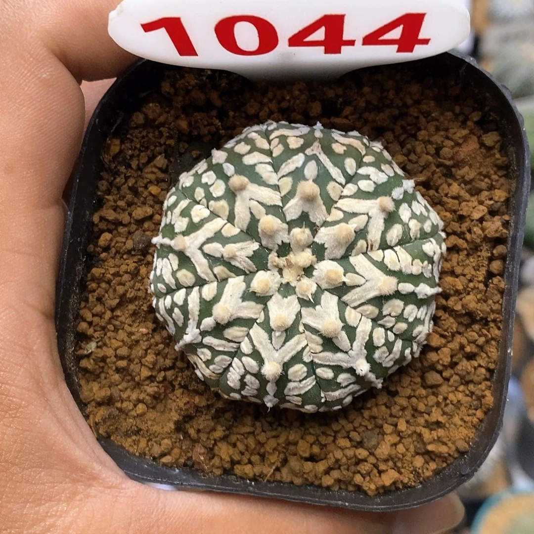 1044福利特价路特价咯