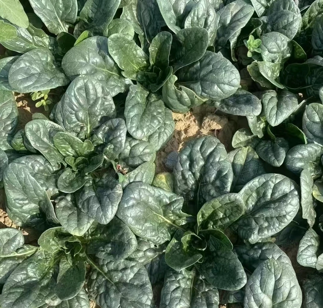 河南露天霜打菠菜红根趴地菠菜刷锅火锅