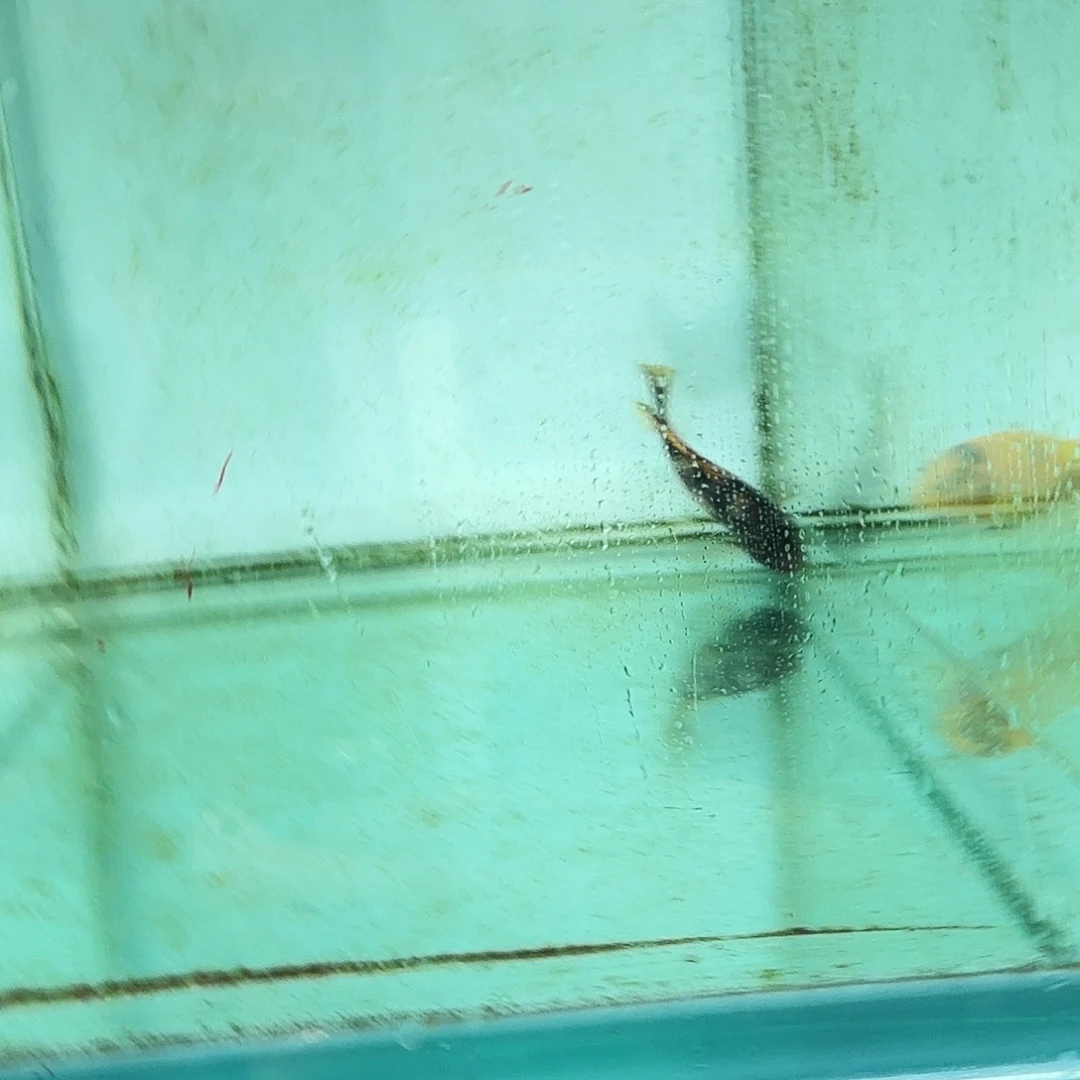 慈鲷693松比西勾鼻。