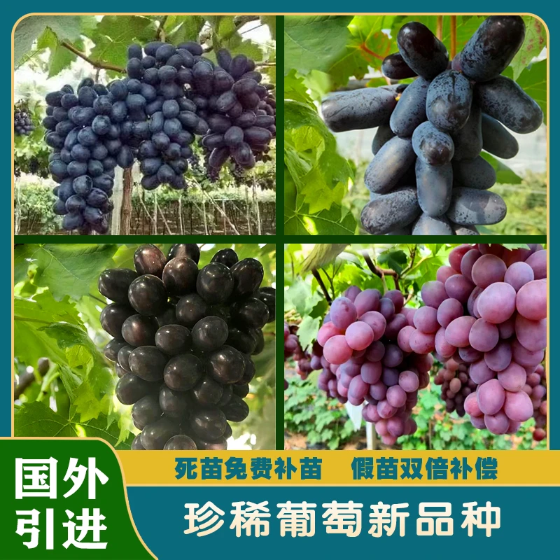 蓝色拉威尔/超级奇异指/黑色极香/红色珠峰葡萄/珍稀新品种葡萄苗