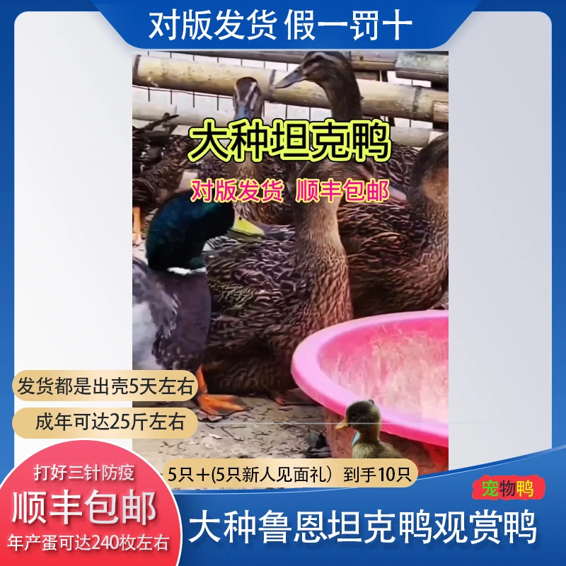 宠物鸭鲁恩坦克鸭大种坦克鸭观赏鸭顺丰包邮