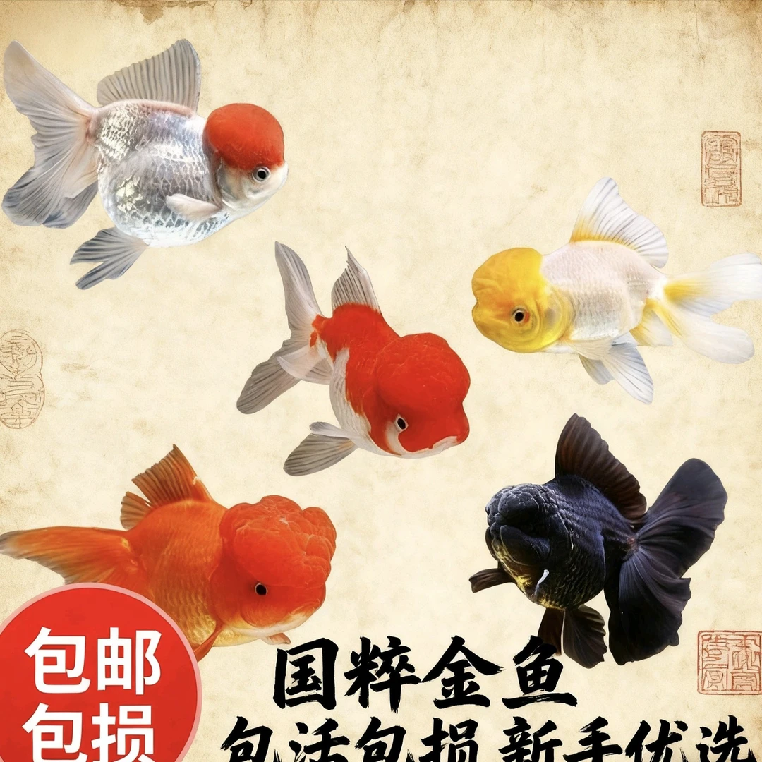 精品国粹大金鱼6-8公分包邮包损到家7条品种混搭颜色随机不指定
