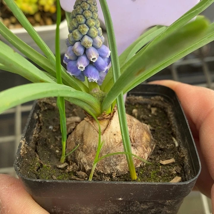 伯克利和格蕾纳等著名音乐家