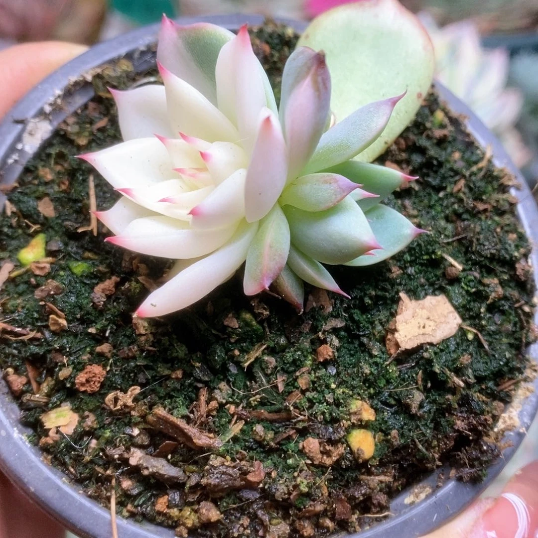 152锦锦锦锦锦锦锦锦