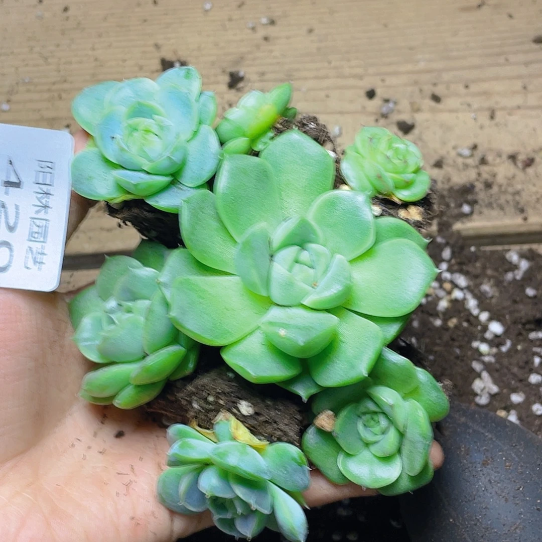 多肉植物多肉植物420