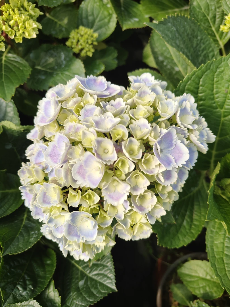 【青棵】绣球花蒙娜丽莎原土原盆超长花期新手易养庭院阳台基地直发