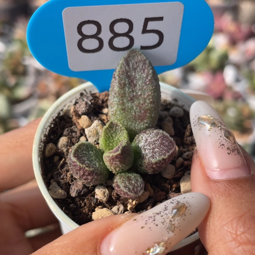 福利。  855。