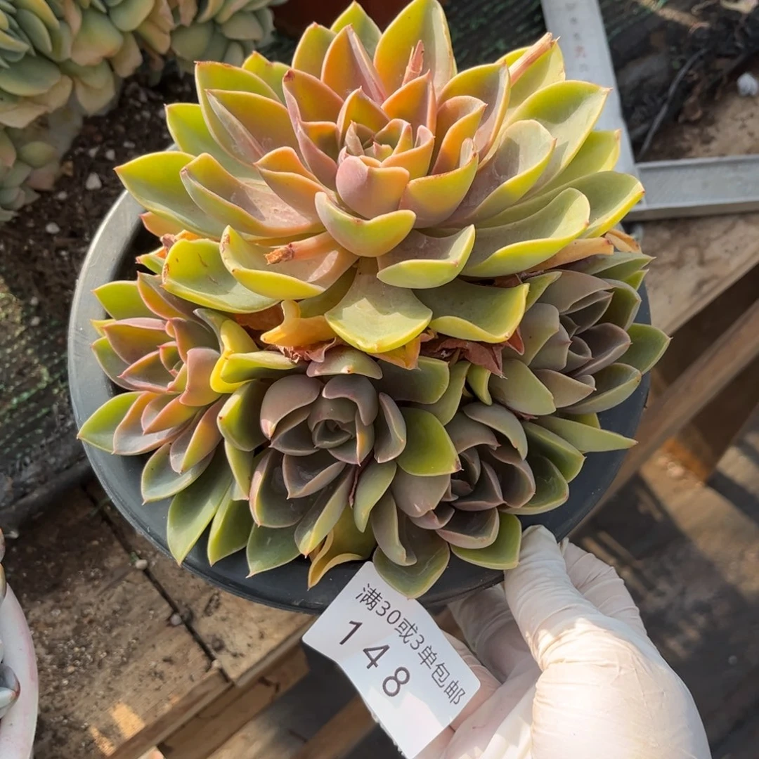 148紫气东来多肉植物……