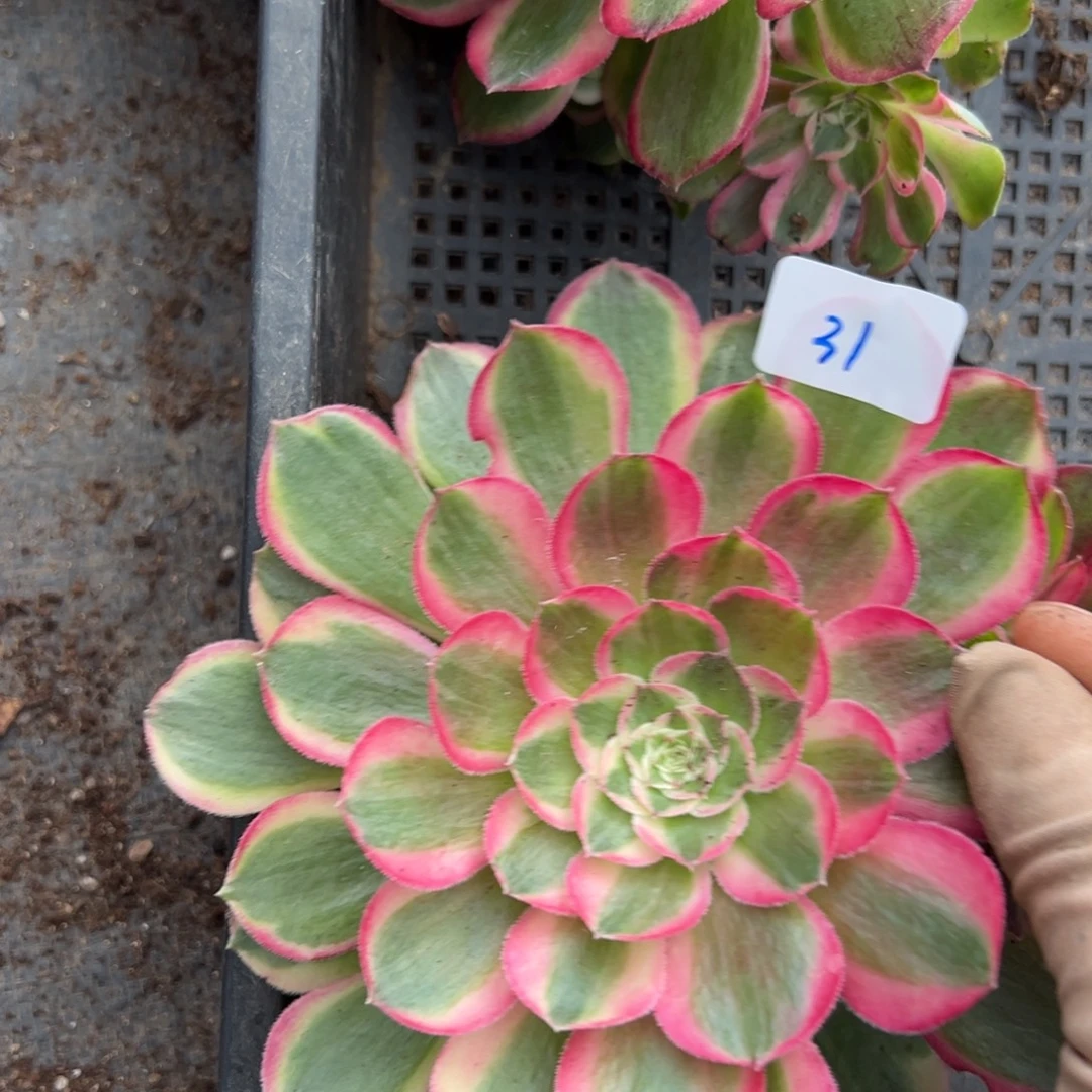 31孔雀翎6.8多肉椅子20包邮