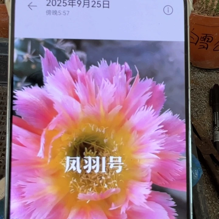 凤羽1号6公分左右满18包邮